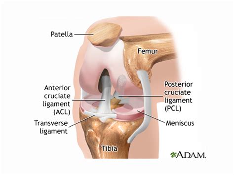 How To Repair A Torn Cartilage - Sonmixture11