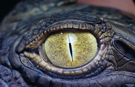 close up. | Lizard eye, Nile crocodile, Crocodile eyes