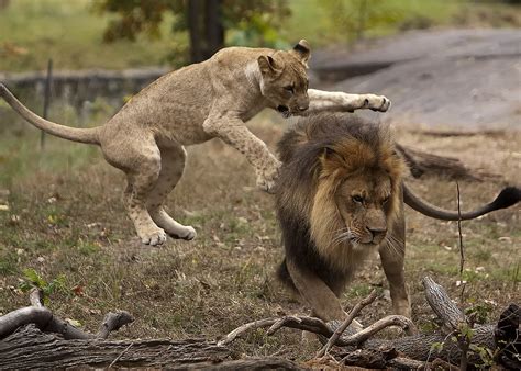 Lion Cub Playing With Dad | Jonathon Johnson | Flickr