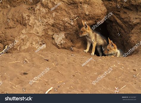 Two Black Backed Jackal Pups Their Stock Photo 181262987 | Shutterstock