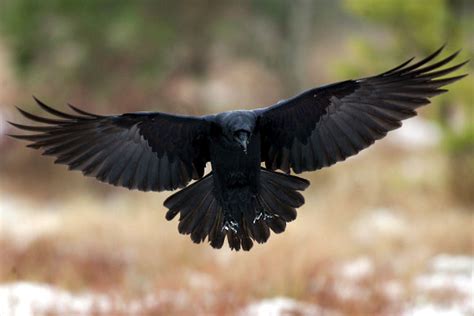 Bird In Everything: Raven Bird Photos