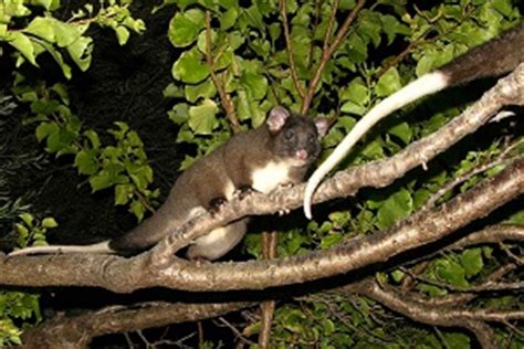 Hot spells threaten ringtail habitat