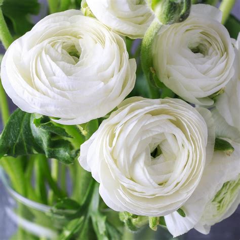 Tecolote Ranunculus White Bulbs For Sale | White Ranunculus – Easy To Grow Bulbs