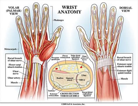 anatomy of a left hand picture - ModernHeal.com