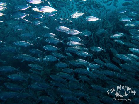 Diving Cebu Moalboal | Kids Matttroy