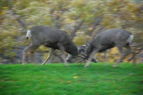 Bucks Fighting in my Backyard | Josh | Flickr