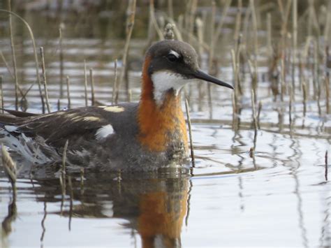 Red-necked Phalarope | NWT Species at Risk