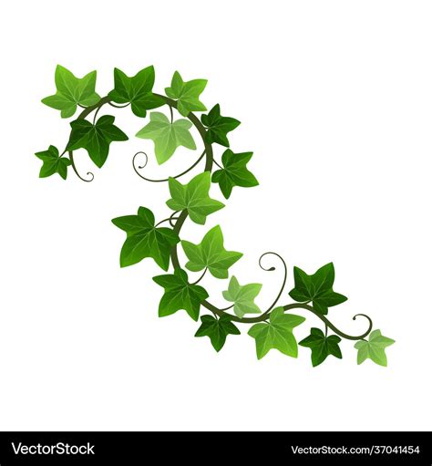 Green climbing ivy creeper branch isolated Vector Image