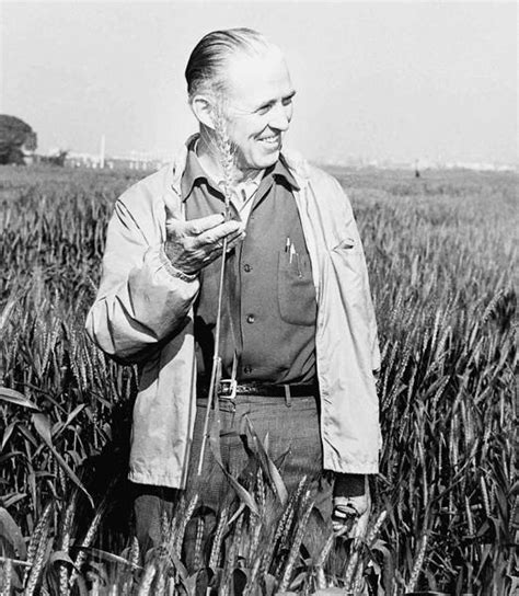 Nobel Peace Prize winner Norman Borlaug, American agricultural scientist credited with saving ...