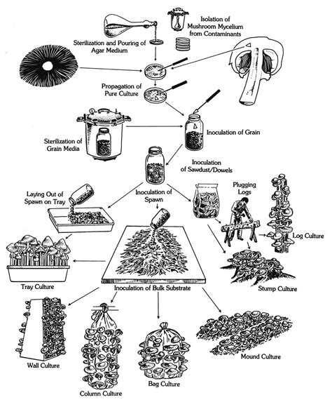 DIY Mushroom Cultivation: The Culture - Milkwood: permaculture courses ...