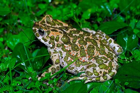 European Green Toad (Bufotes viridis)