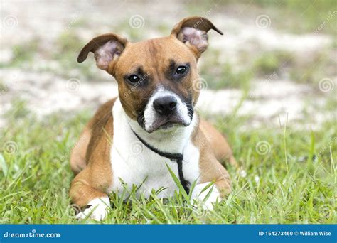 Brown Pitbull Boxer Mix Puppy