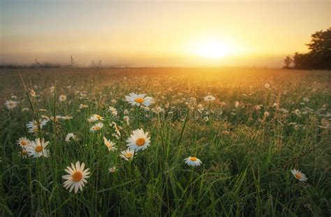 Daisies in the Field at Sunrise. Meadow with Flowers and Fog at Sunset Stock Photo - Image of ...