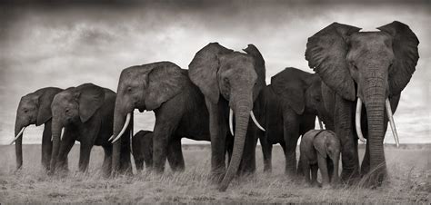 Nick Brandt : Photography | Nick brandt, Elephant, Africa wildlife