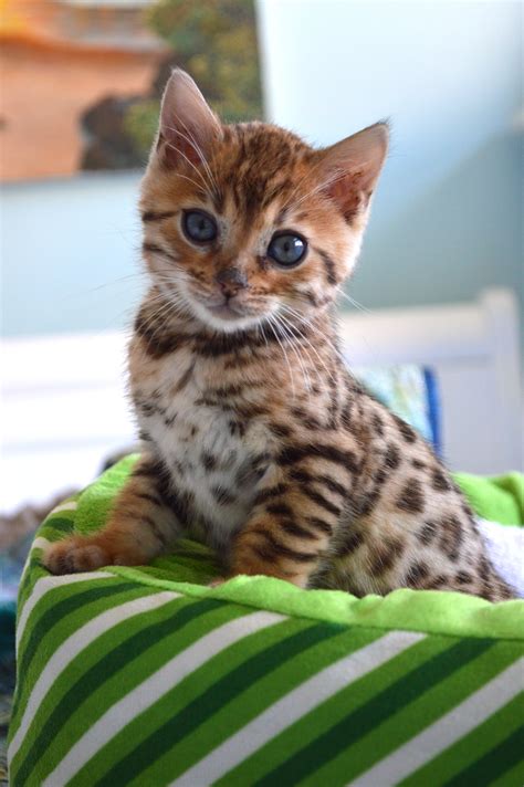 Our New Bengal Kitten