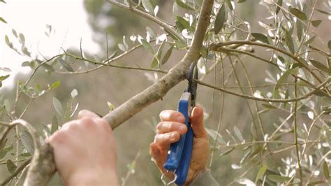 Pruning olive trees: tips for keeping them in top condition | Gardeningetc