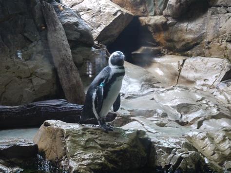 Penguin in NO | The penguins of the New Orleans Aquarium is … | Flickr