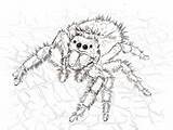 Ragni  Super Coloring sketch template