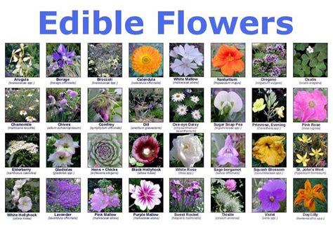 Pin by Kimberley Wade on Gardening | Edible flowers, Wild edibles, Edible plants