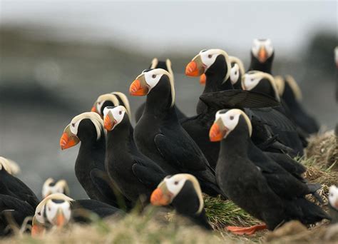 Scientists partner with puffins to study ocean health | Oceana