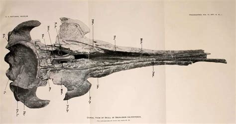 Squalodon - The Prehistoric Shark Toothed Whale