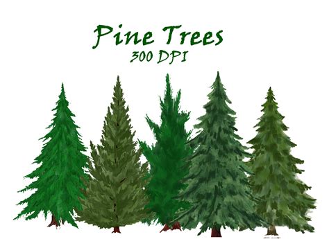 Pine Trees Watercolor Clipart. Fir Trees PNG. Evergreen Tree - Etsy Australia