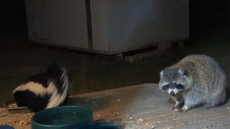 A Wild Raccoon And A Skunk Having Lunch And Snacks 😀 - YouTube