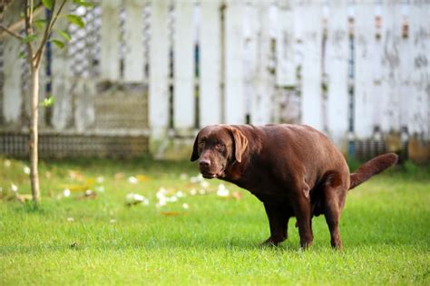 Gastroenteritis in Dogs | Great Pet Care