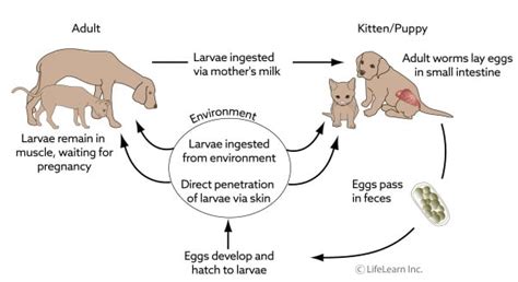 Hookworm Infection in Cats | VCA Animal Hospital