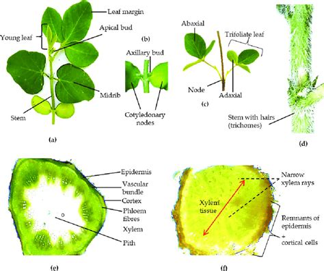 Overview of soybean plant morphology and anatomy. (a) Vegetative first... | Download Scientific ...