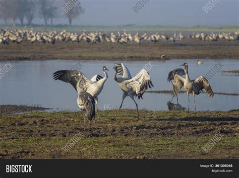 Dancing Cranes. Common Image & Photo (Free Trial) | Bigstock