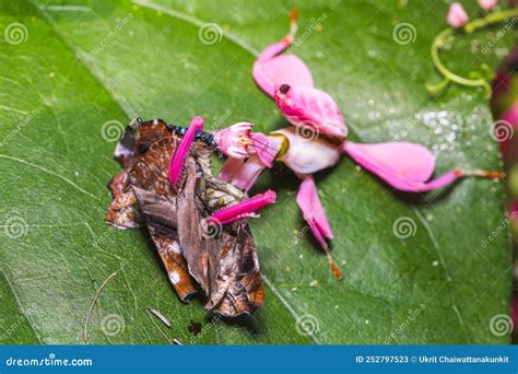 Orchid Mantis Eating Butterfly, Pink Orchid Mantis, Hymenopus Coronatus. Stock Image - Image of ...