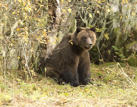 Can grizzly bear watchers end B.C.'s trophy hunt? | Georgia Straight Vancouver's News ...