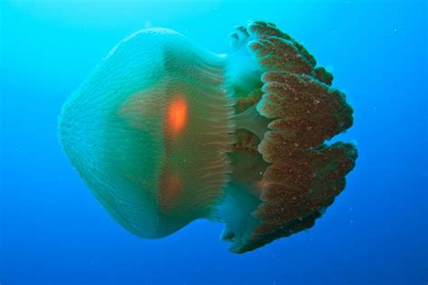 Scientists find a cure for the deadly box jellyfish sting • Earth.com