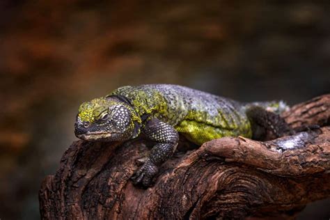 In-Depth Uromastyx Care: Handling, and Feeding the Spiny-Tailed Lizard