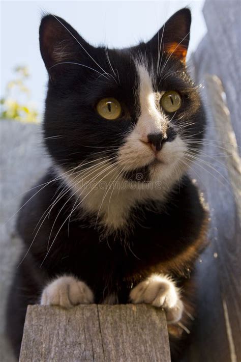 Black Cat Walking on the Fence Stock Image - Image of standing, outside ...