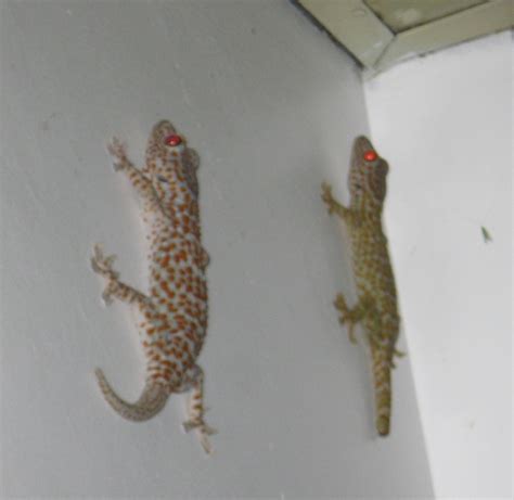 PHILIPPINE DESTINY: Butiki And Tuko Lizards Of The Philippines