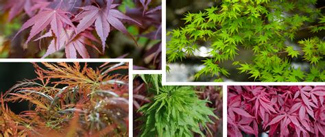 Japanese Maples | Varieties | California SummerWinds Nursery