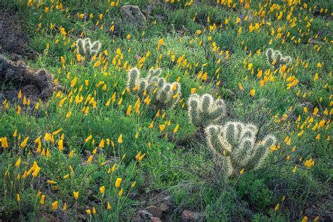 Field Guide to Arizona's Sonoran Desert Wildflowers