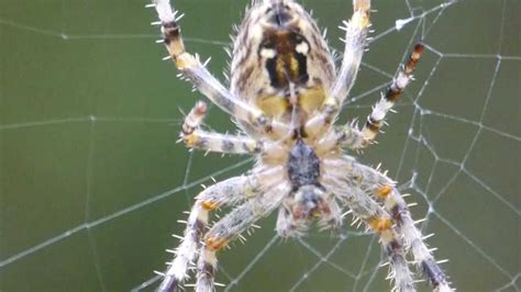 Spider Web Construction in Slow Motion - YouTube