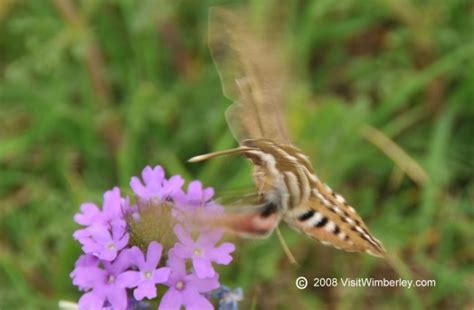 Hill Country Critters on Visitwimberley.com