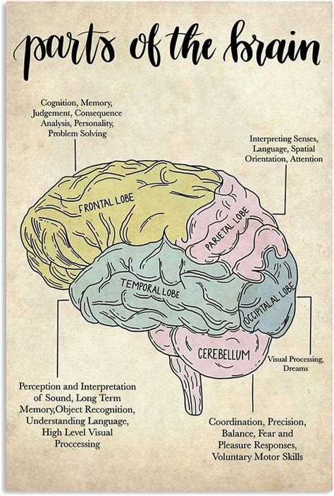 Póster De Psychology Parts of the Brain Sin Marco Poster - Etsy