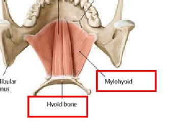 Anterior Triangle muscles lecture 12 Flashcards | Quizlet