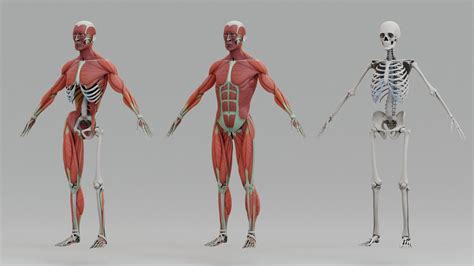 Human Body Anatomy Pack Rigged 3D model rigged | CGTrader