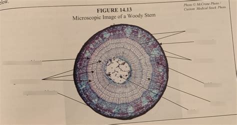 Microscopic image of a woody stem diagram Diagram | Quizlet