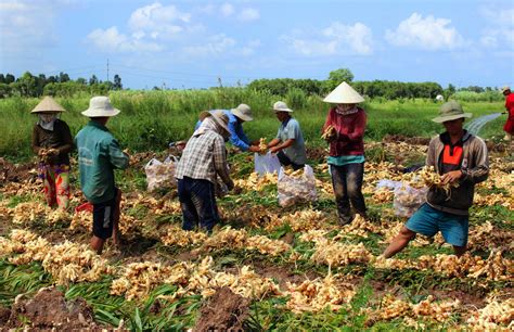 Ginger Vietnam