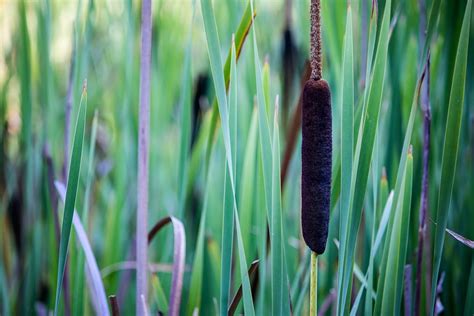 Best Strategies for Controlling Cattail Growth