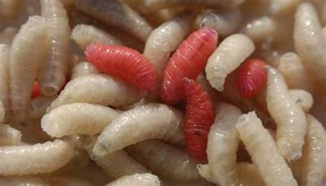 Why Do Maggots Grow on Meat? | Sciencing