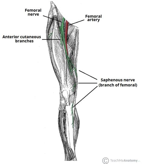 Saphenous Nerve - Course - Functions - TeachMeAnatomy