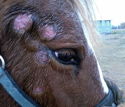 Scratching the surface of equine skin diseases - Townsend Equine Health Research Fund